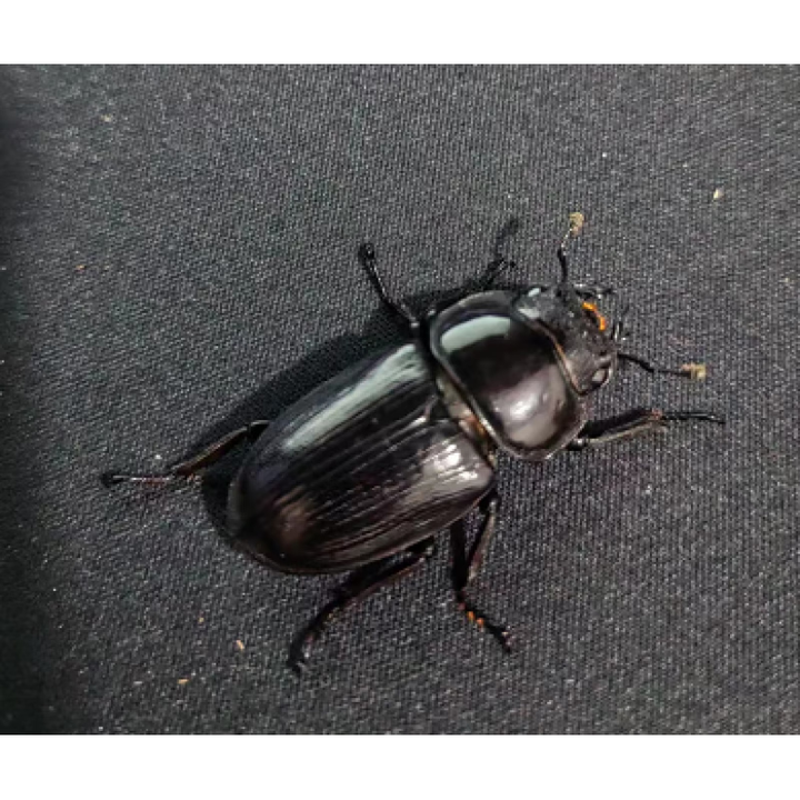 入门宠物甲虫昆虫中华大锹扁锹甲成虫活体独角仙中 中大母虫