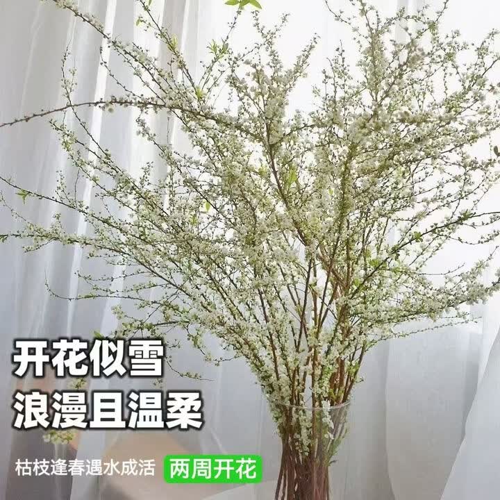雪柳鲜枝干枝耐寒水培植物鲜花卉70-90cm/枝家用插花盆栽绿植好养【图片 价格 品牌 报价】-京东