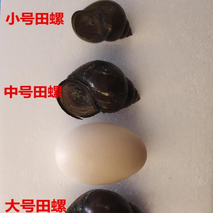 田螺鲜活淡水养殖大种螺螺蛳苗活体中华大圆田螺厚壳包活正宗田螺 中号田螺3斤(顺丰快递多发补损【图片 价格 品牌 报价】-京东