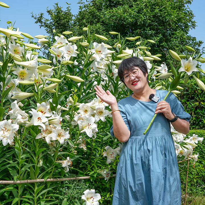 【海蒂的花园LO百合白特里昂菲特16/18(秋)(3球装)】海蒂的花园秋百合种球重瓣进口球根香水庭院盆栽切花阳台植物海妈源头直发【行情 报价 ...