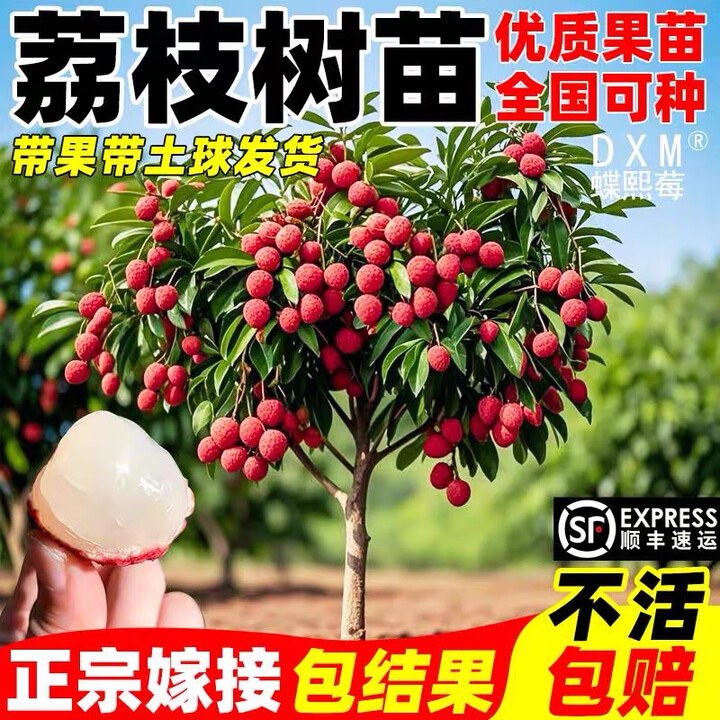 增荔禾 荔荔枝树特大树苗嫁接苗耐寒妃子笑桂味无核南北方庭院种植盆栽地栽 八月马贵50-70高1棵【不活包补,只做真苗】 60cm(含 ...