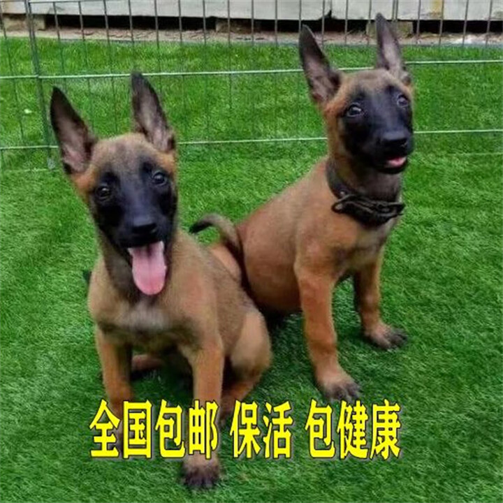 爆红马犬纯种3个月训练好的中华田园双血统红马犬大型犬正宗马犬 宠物级 马犬 公【图片 价格 品牌 报价】-京东