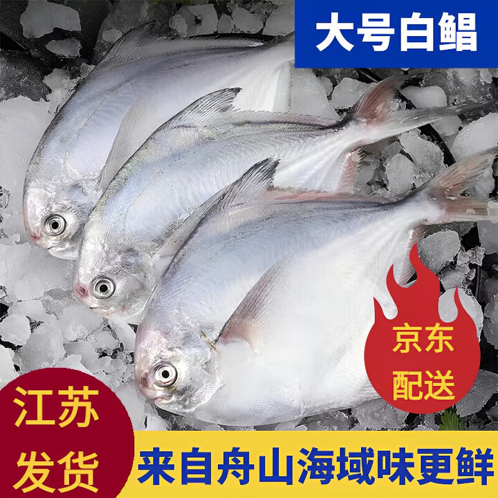 白鲳鱼鲜活冷冻野生海捕新鲜整箱大银鲳鱼大号平鱼斗昌鱼 4条/斤 2000g 净重4斤装【图片 价格 品牌 报价】-京东