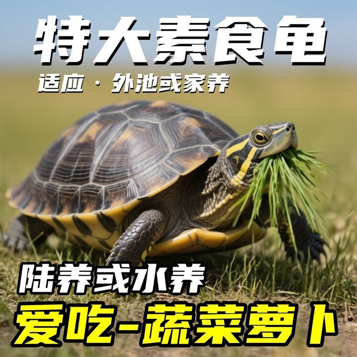 特大吃菜龟正宗大花龟陆地家养纯种鲜活水产稀有可下蛋公母招财龟 一斤左右（大龟） 情侣一对【图片 价格 品牌 报价】-京东