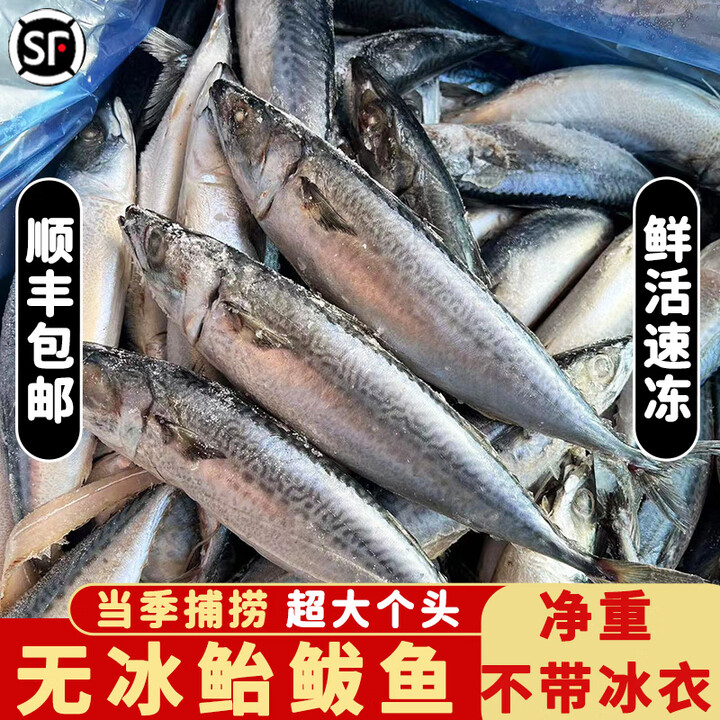 蜇来鲜新鲜鲐鲅鱼整条深海鱼鲜活速冻青占鱼燕鱼青花鱼小鲅鱼饺子馅5斤 净重5斤【小号尝鲜装】【图片 价格 品牌 报价】-京东