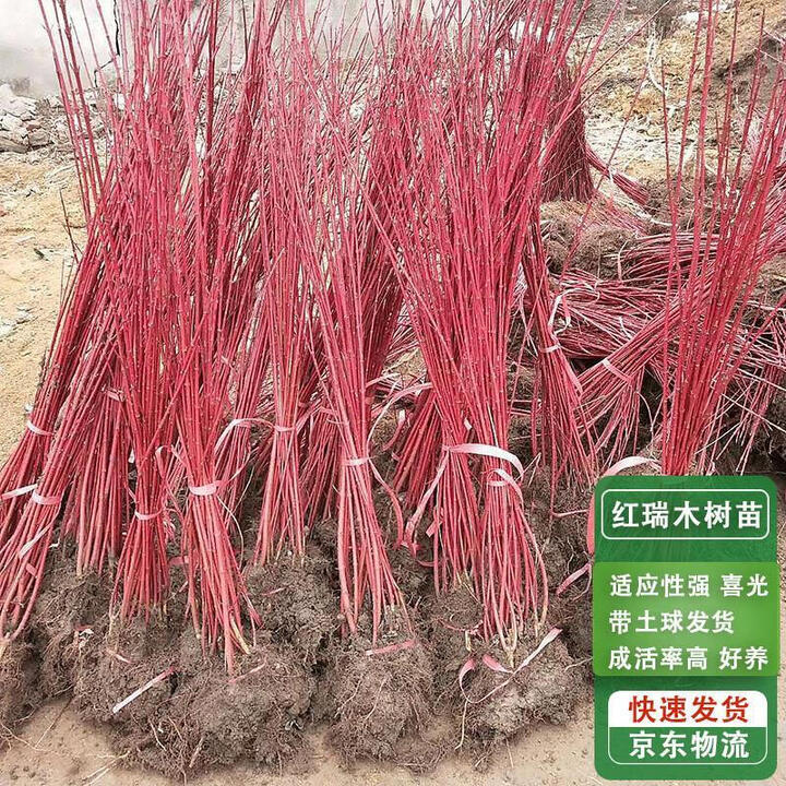 红瑞木树苗红杆麻球柳枝条户外庭院绿化苗木 红瑞木50cm高1 红瑞木50cm高10棵【图片 价格 品牌 报价】-京东