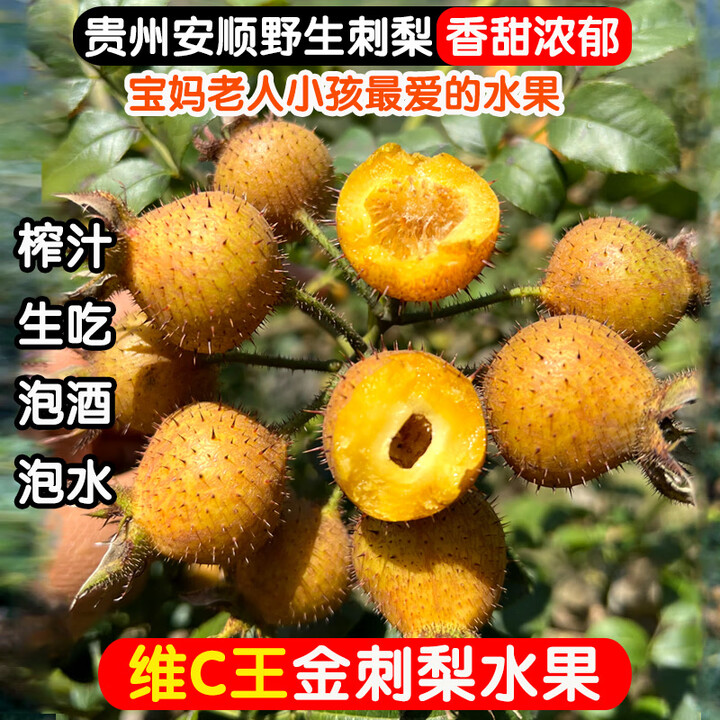 刺梨鲜果贵州安顺新鲜野生金刺梨维C王水果现摘当季无籽刺梨泡酒 5斤【图片 价格 品牌 报价】-京东