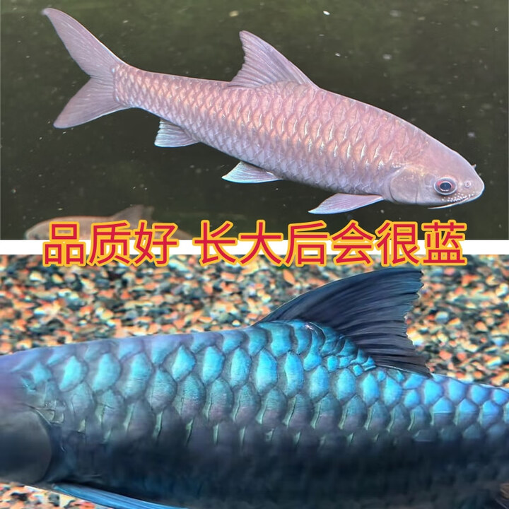 异口新光唇蓝吉罗鱼云南原生冷水广温观赏鱼吉祥鱼顺丰包邮包活 异口蓝吉罗10-12cm两条(野生精选蓝翅)【图片 价格 品牌 报价】-京东