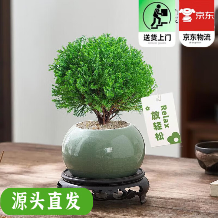 放青松绿植雾松室内小盆栽雾凇办公室面植物摆件四季好养 放轻松大苗冰釉浅绿盆放轻松卡片 含盆【图片 价格 品牌 报价】-京东
