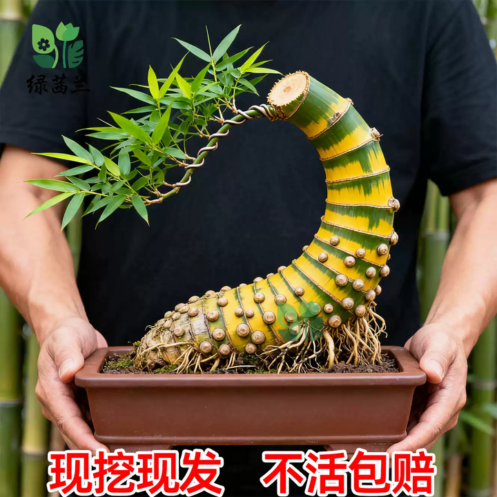 种花迷小叶簕竹根苗盆景青皮勒竹老桩室内茶室竹子四季常青生桩富贵盆栽 特级超大号簕竹大于30CM+营 不含盆【图片 价格 品牌 报价】-京东
