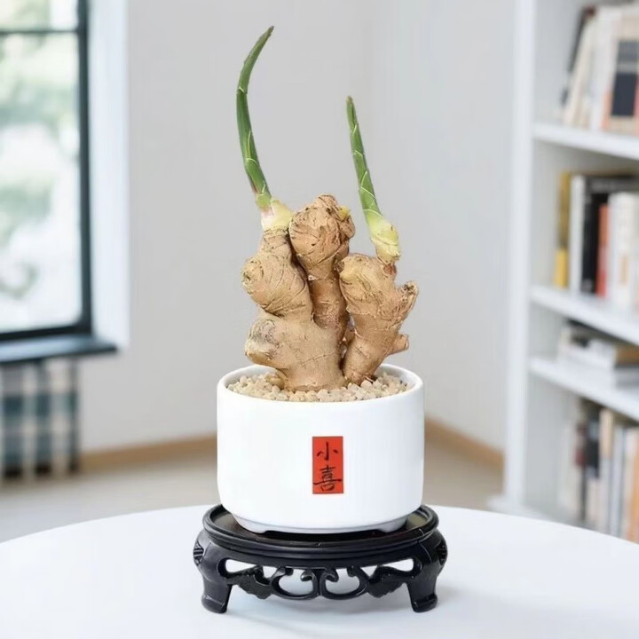 禄根盆栽带芽灵根仙草不当生姜苗绿植物办公室内桌面转运盆景 带芽禄根【小喜】送三件套 【福禄根好寓意】节节高升【图片 价格 品牌 报价】-京东