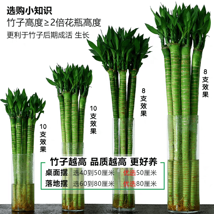 胖东来同款富贵竹带根龙竹文昌竹转运竹发财竹植物水养客厅室内盆 甄选特级文昌龙竹-75厘米-10支(人财两旺富贵荣 含盆【图片 价格 品牌 报价】-京东