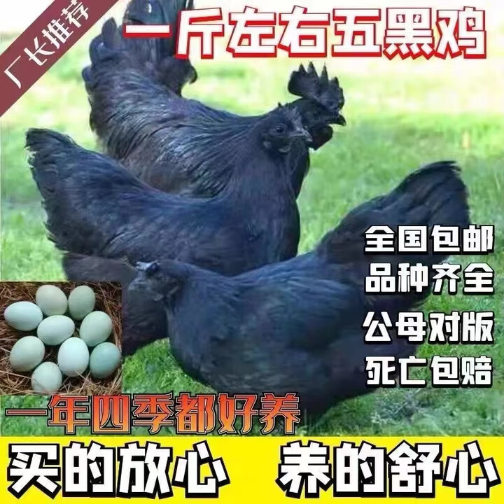 一斤重纯种五黑鸡黑乌骨鸡五黑一绿脱温鸡五黑鸡土鸡绿 1斤左右一只五黑鸡[10只装]公母【图片 价格 品牌 报价】-京东