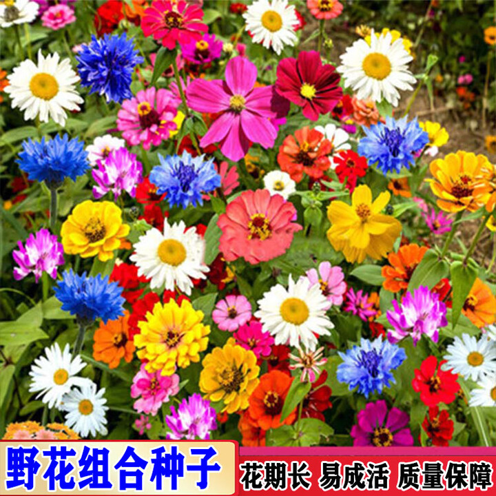 波斯菊种子格桑花种籽矮杆混合四季开花易活花籽庭院野花组合种孑 野花组合种子 20斤【图片 价格 品牌 报价】-京东
