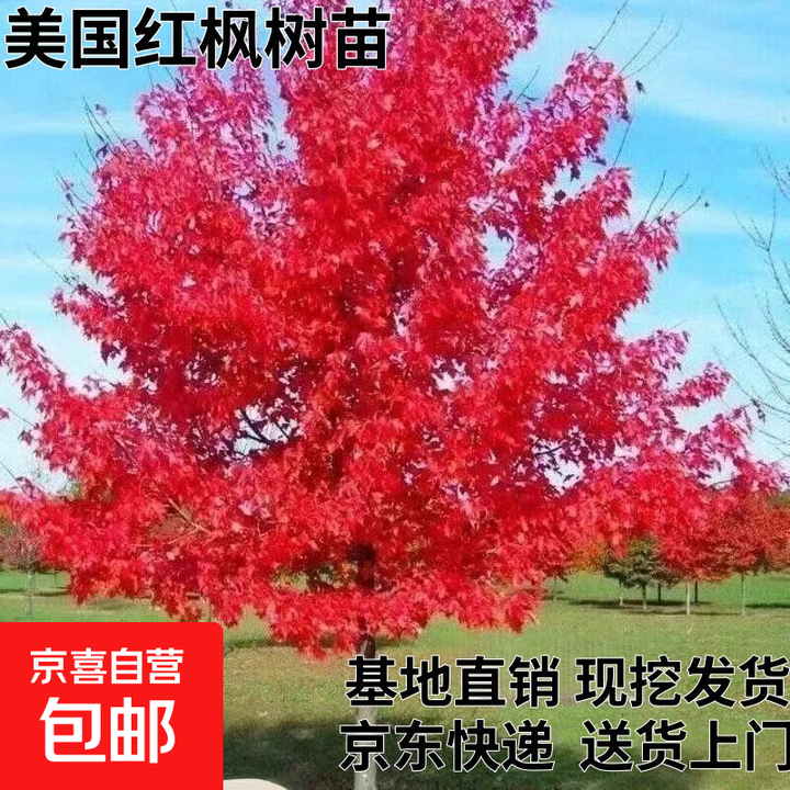 红枫树苗日本红舞姬红枫苗嫁接美国红枫小苗中国四季红枫红枫叶树 美国红枫6公分粗【图片 价格 品牌 报价】-京东
