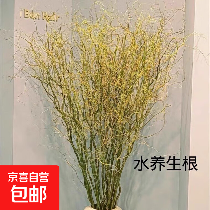 室内水培绿植龙柳鲜枝盆栽花卉观叶吸甲醛净化空气好养活客厅雪柳 龙柳1.5米高10支+营养液【图片 价格 品牌 报价】-京东