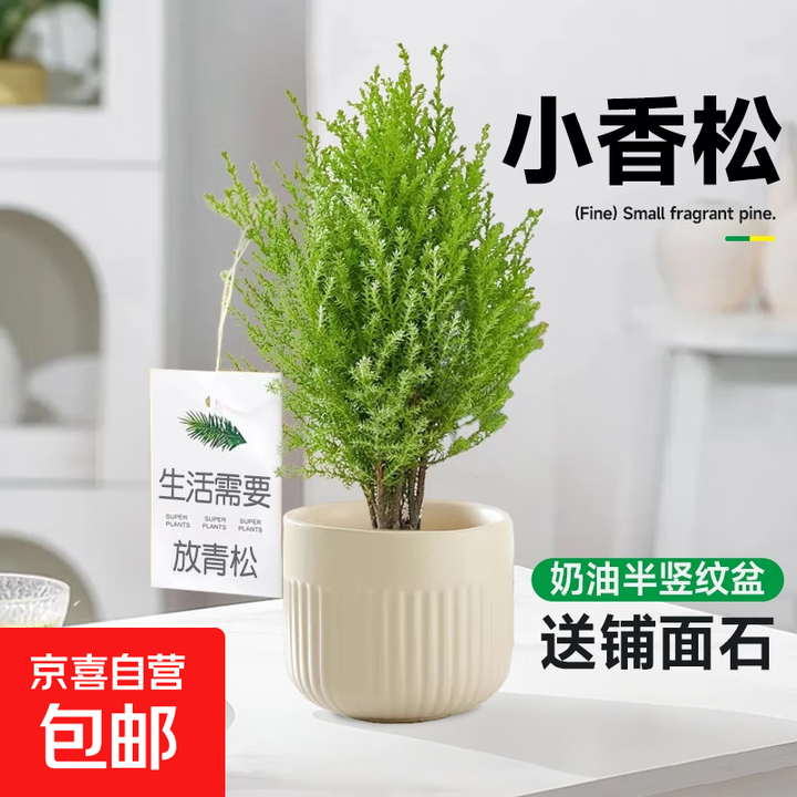 小香松放青松植物办公室室内桌面懒人绿植盆栽放轻松工位情绪盆景 小香松【奶油半竖纹盆】送铺面石【图片 价格 品牌 报价】-京东
