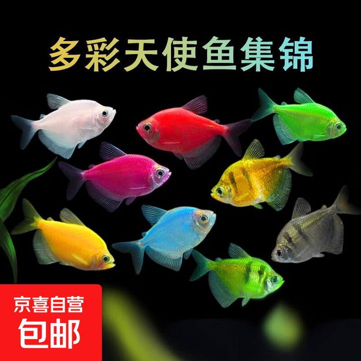 天使鱼小型热带鱼观赏鱼大号群游小型鱼淡水清道夫鱼粮水草观赏虾 天使鱼3-4cm5条/送1条防损【图片 价格 品牌 报价】-京东