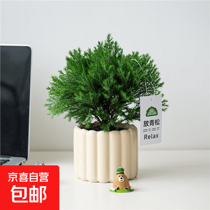 雾凇盆栽客厅办公室面绿植物解压小盆景四季常青好养易活放青松 雾松+奶黄栅栏盆S+黑砂石 送放青松吊牌 含盆【图片 价格 品牌 报价】-京东