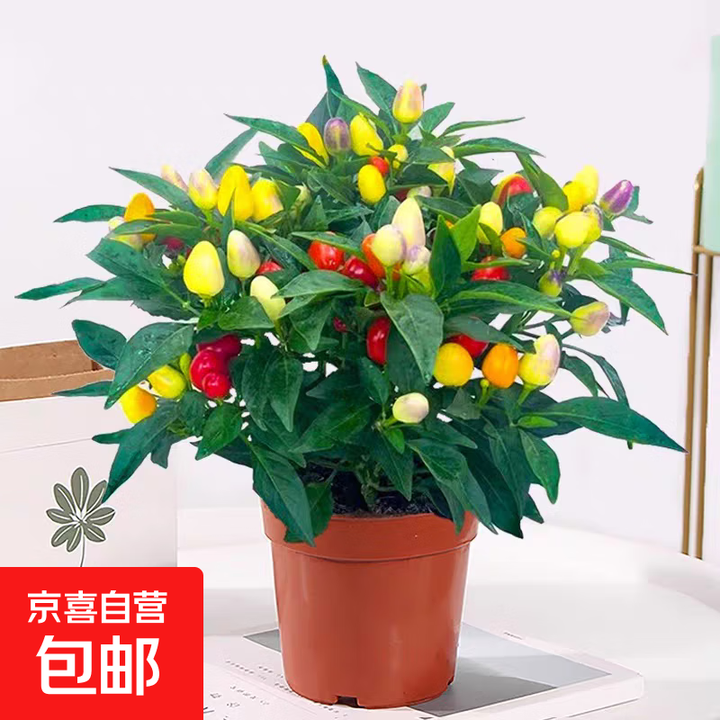 朝天椒盆栽带果可食用辣椒花苗阳台庭院好养五彩椒小米椒做菜香料 五彩椒带果（原盆） 含盆【图片 价格 品牌 报价】-京东
