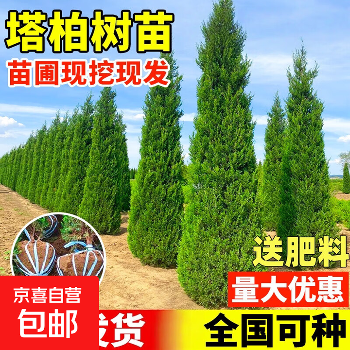 柏树树苗塔柏侧柏龙柏松柏树苗墓地松树苗坟前清明节柏树四季常青 【精品侧柏】1.8米( 带土发货)送肥料【图片 价格 品牌 报价】-京东