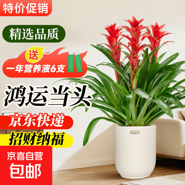 鸿运当头盆栽带花客厅办公室内落地大型绿植乔迁开业送礼花卉禄植 鸿运当头3株70-80cm+米茶杯树脂盆 【招财纳福】品质保证【图片 价格 品牌 ...