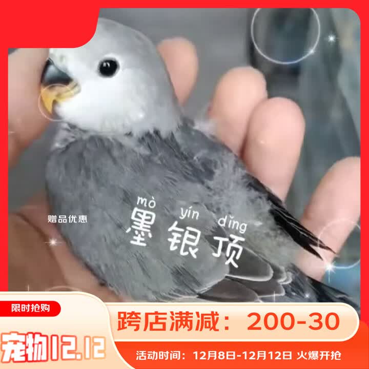手养牡丹鹦鹉活鸟会说话的鹦鹉宠物小型好养活物真鸟观赏幼鸟断奶 墨银【图片 价格 品牌 报价】-京东