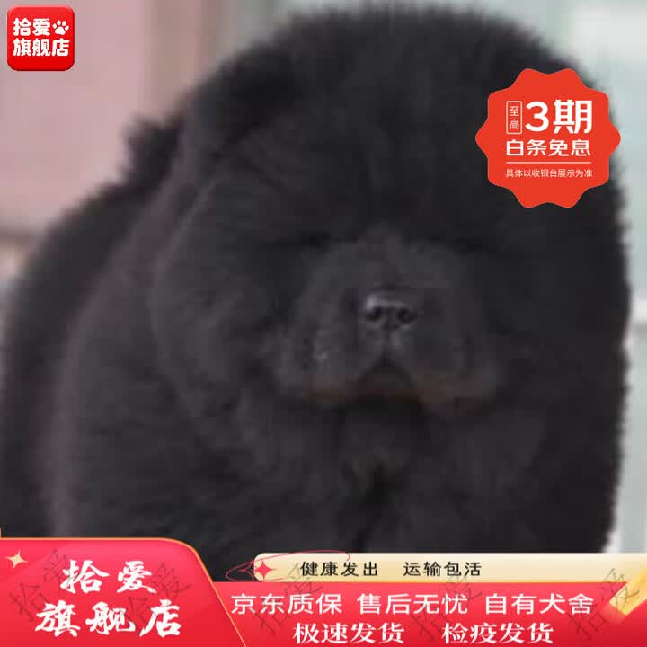松狮幼犬纯种黑松狮五黑犬狮子犬黑色松狮狗活物松狮幼崽宠物狗狗 田园级 黑色 母【图片 价格 品牌 报价】-京东
