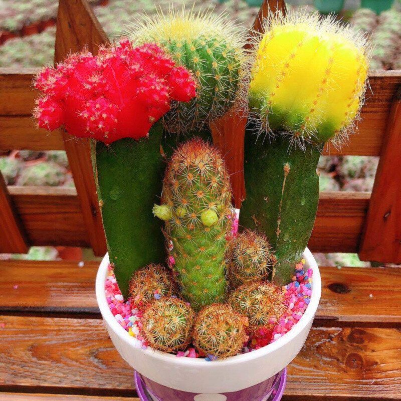 seo排名叁金手指花总一 京东