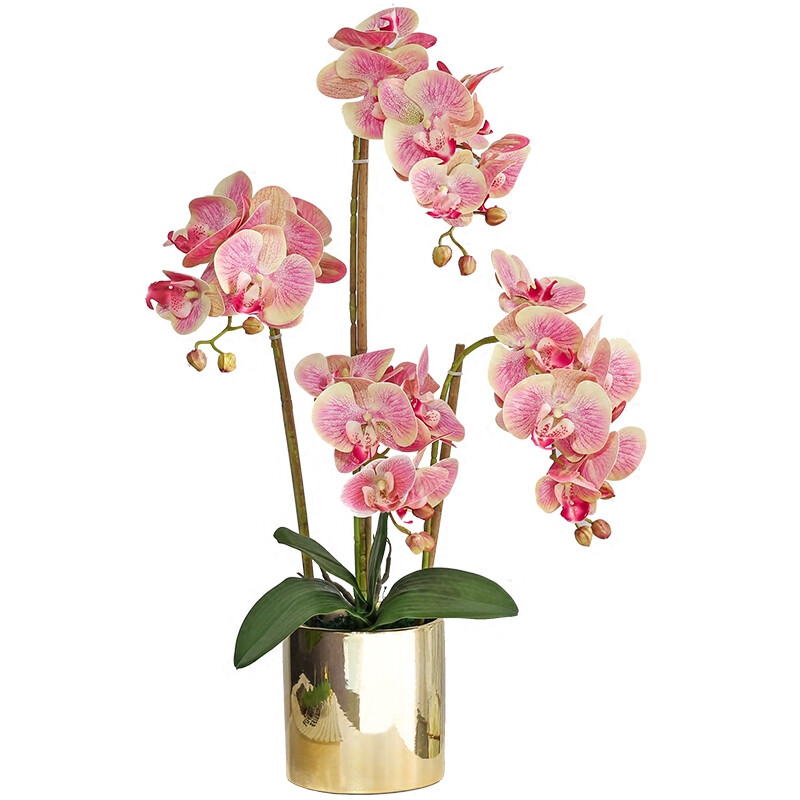 蝴蝶兰100款 头条搜索