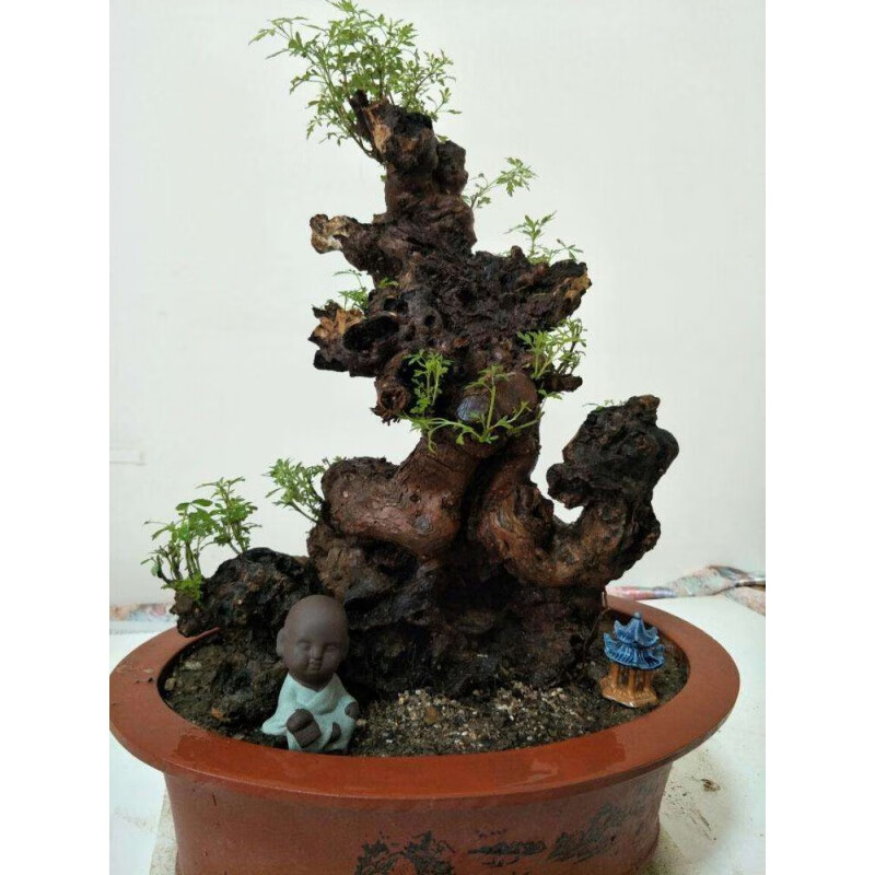 浩胜黄荆盆景老根树桩黄荆微盆景小品盆景熟桩黄荆造型盆景 练手桩 不