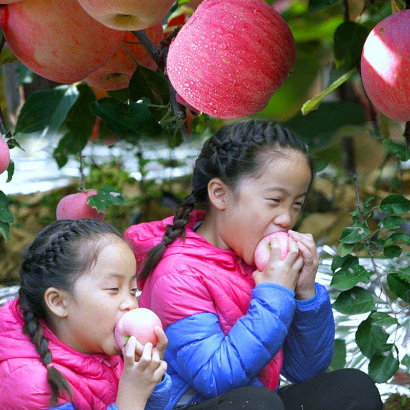 红富士苹果5kg 一级铂金果 单果190-240g 国庆礼盒 新生鲜水果 健康轻食