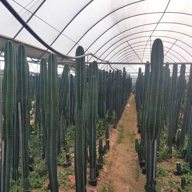 量天尺盆栽无刺大型仙人掌多肉植物室内外绿植树量天尺30cm左右高不含