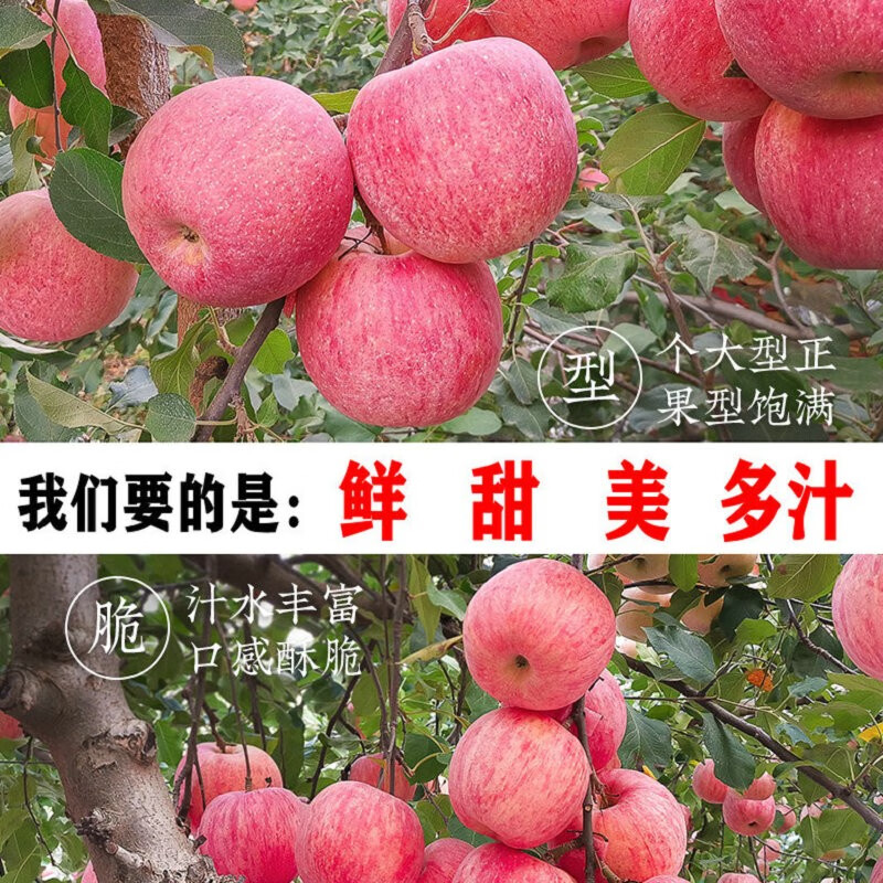 洛川苹果 陕西红富士苹果水果整箱 顺丰十斤装洛川红富士