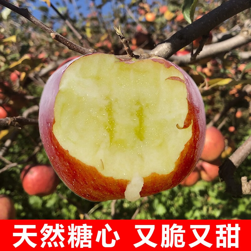 云南昭通丑苹果新鲜水果 5/10斤 正宗冰糖心苹果脆甜孕妇水果整箱 净重5斤大果