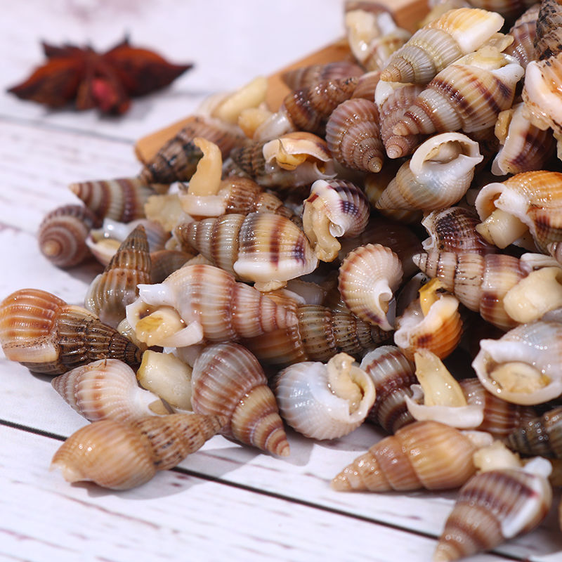 【精选】鲜活速冻海瓜子海螺丝新鲜钉螺大红枣螺冷冻海锥小海螺 小海