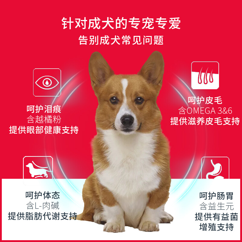 泰迪犬报价小型图片