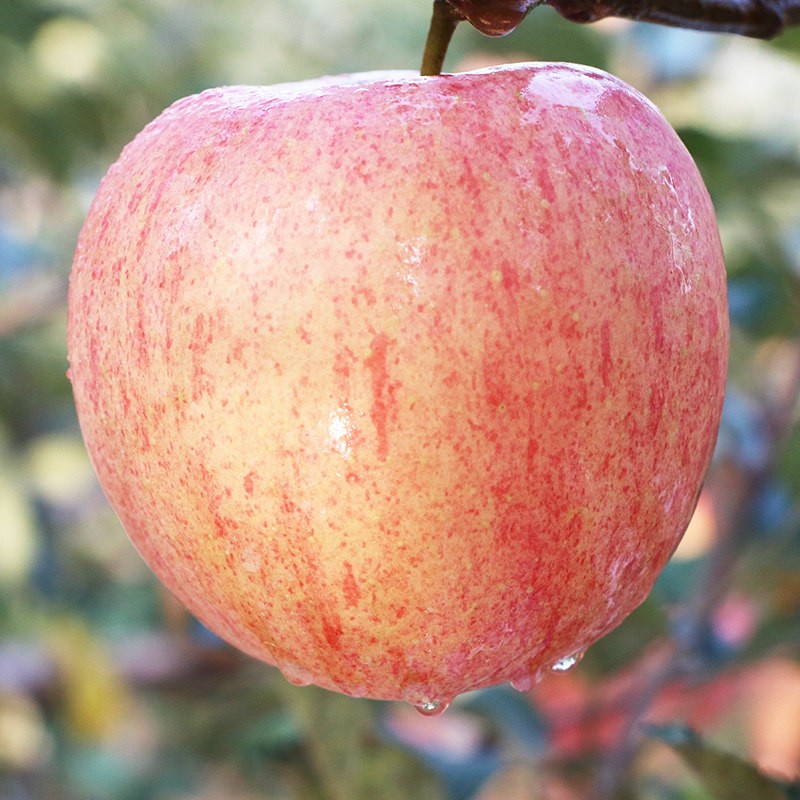 山西红富士苹果水果装脆甜多汁当季苹果整箱批发 带箱10斤装精选果75-80mm（净重8.5斤）