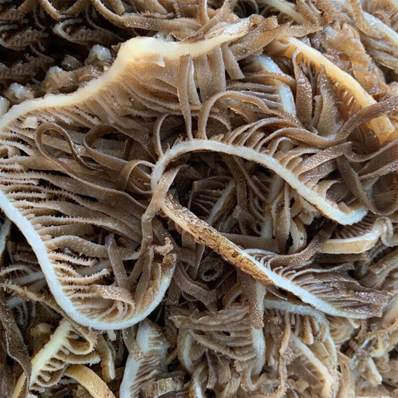 棠鲜生黑千层肚毛肚牛百叶新鲜商用黑千层四川重庆火锅串串冒菜食材黑