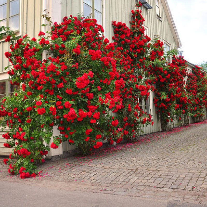 沭之美藤本月季花苗盆栽特大花苗庭院爬藤植物阳台蔷薇爬墙御用马车