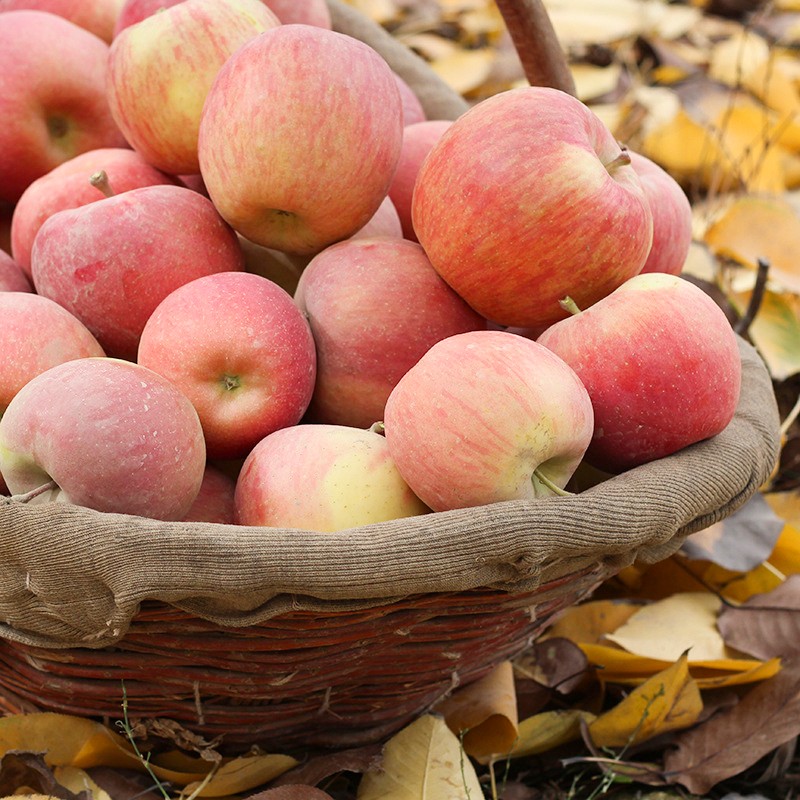 佳多果 新疆阿克苏苹果 红富士 稀缺果10-12枚 约单果300g-400g 生鲜水果 年货礼盒