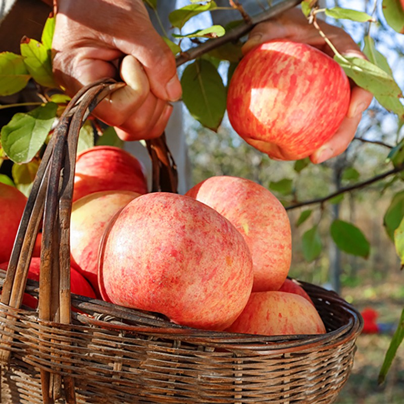 山西冰糖心现摘丑苹果苹果新鲜水果当季脆甜 红色 净重9斤普通中果