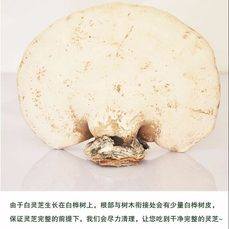 白灵芝东北长白山白桦树灵芝完整灵芝玉芝整枝林芝桦剥管菌一件一斤装