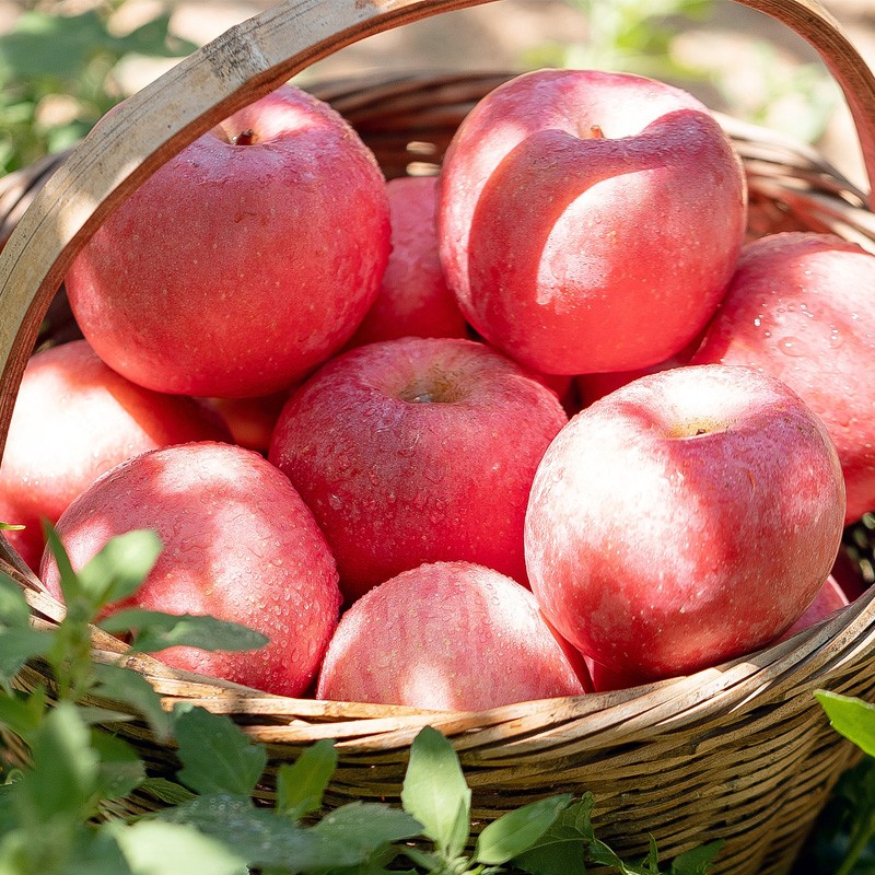 烟台红富士苹果水果5斤 6-8个珍稀特大果85mm-95mm新鲜水果绿色食品 产地直发 健康轻食