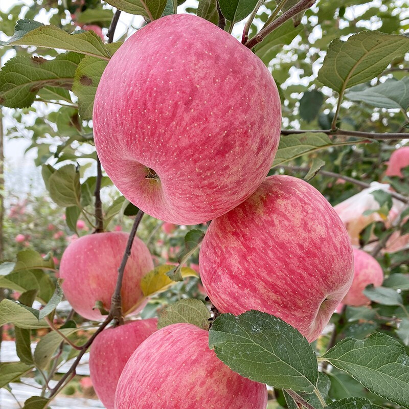 京選 陜西洛川蘋果 紅富士12粒 單果180-220g   生鮮水果 健康輕食 新老包裝隨機(jī)發(fā)貨