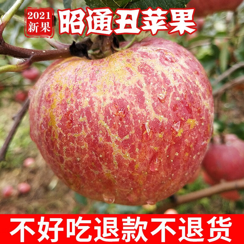 云南昭通丑苹果新鲜水果 5/10斤 正宗冰糖心苹果脆甜孕妇水果整箱 净重5斤大果