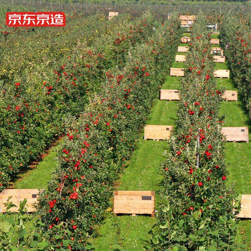 京东京造 新西兰进口红玫瑰苹果 铂金果6粒 单果约200-240g 生鲜水果 PLUS会员店 