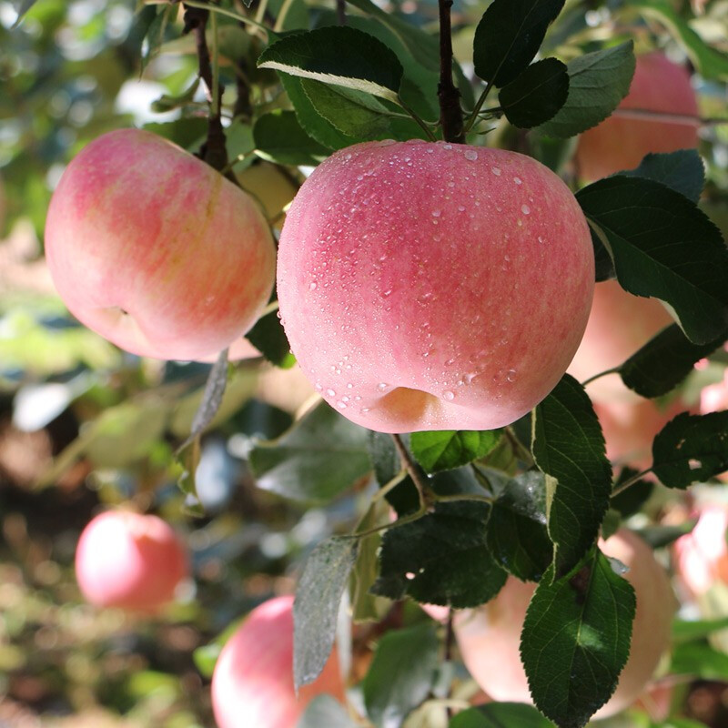 山东烟台红富士苹果 6个装75mm 新鲜水果原产地直发