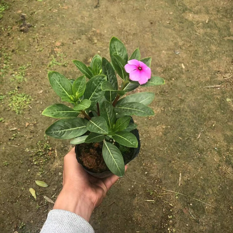 四季梅长春花苗阳台庭院观花盆栽d7高2530公分多分枝2棵不含盆