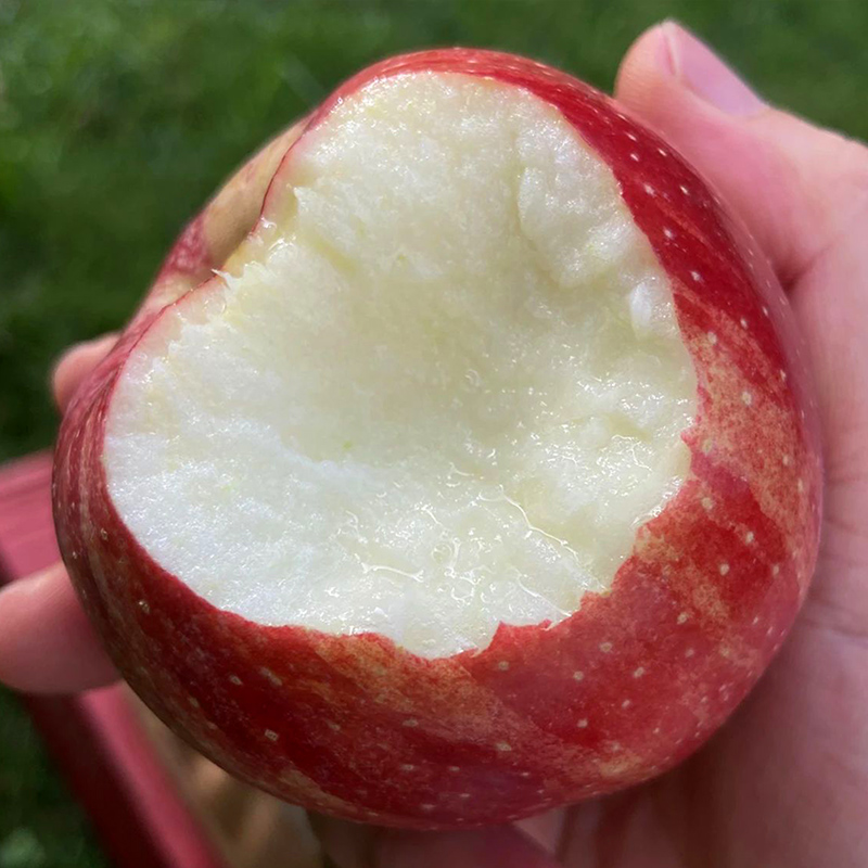 正宗云南昭通丑苹果5斤 果径75mm+ 冰糖心苹果 现摘红富士高山苹果 脆甜 新生鲜水果